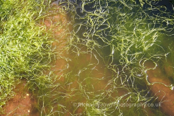 photo of Seaweed